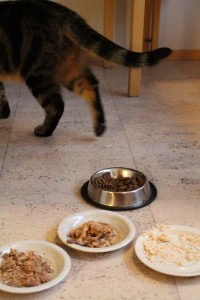 Kissa ei pidä ruosta ja ilmaisee mielipiteensä poistumalla paikalta.