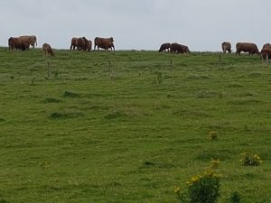 Lehmiä laitumella Irlannin länsirannalla. Turistit maksavat päästäkseen katsomaan lehmien kotimaisemia.